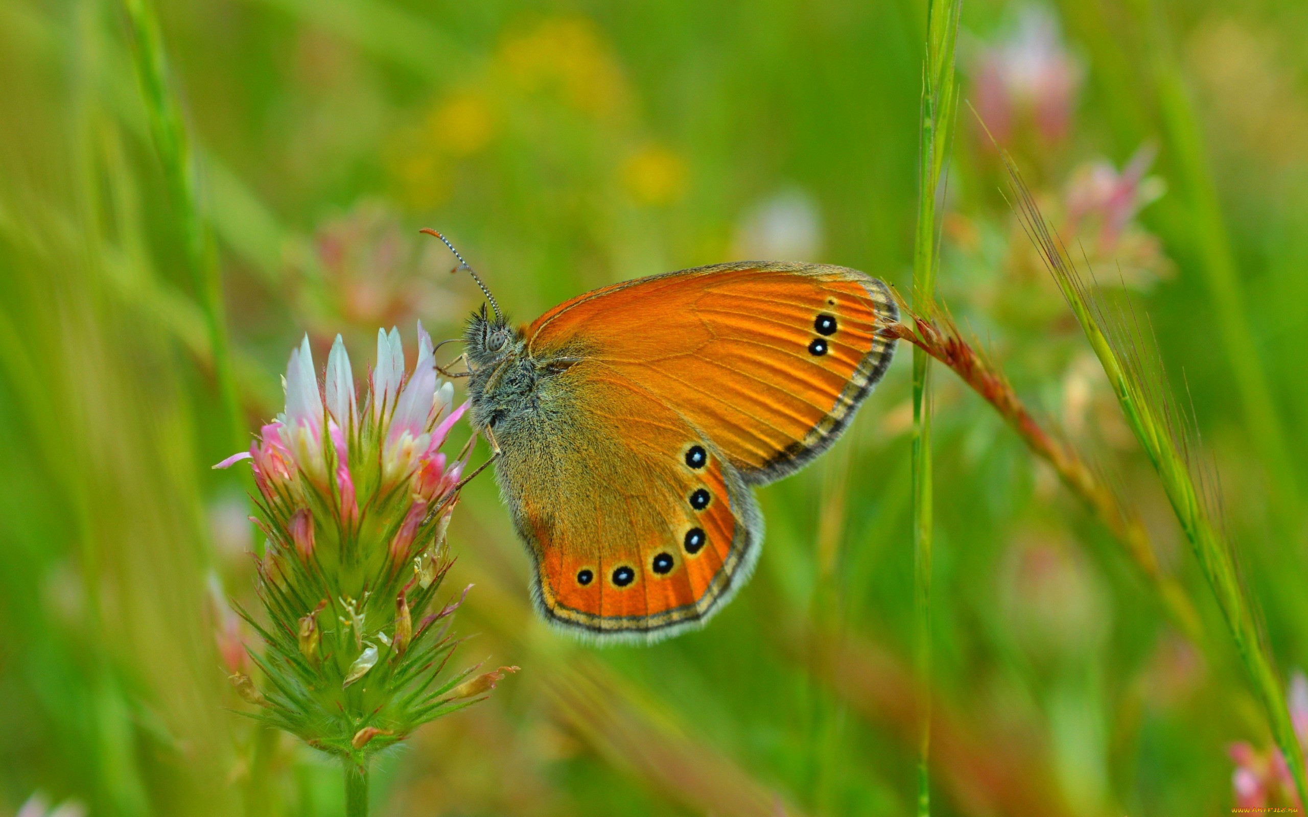 , ,  ,  , , spring, , macro, , butterfly